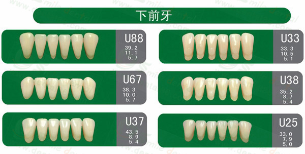 SA31 Acrylic Resin Teeth Three